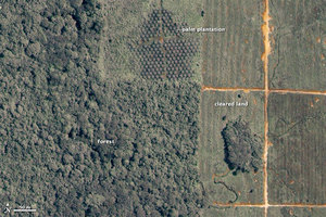 Ilustracja: Satelity sprawdzą, jak korporacje dbają o środowisko <br />
Plantacja palmy olejowej (fot. NASA)