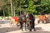 Ilustracja: <b class=pic_title>XI Podlaskie Forum GIS</b> <br />
<br />
<b class=pic_description>Trzeci dzień Podlaskiego Forum ? przejażdżka bryczkami</b> <br />
<br />
<b class=pic_author>fot.  Damian Czekaj</b><br />
<br />
